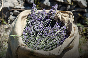 Lavender Tour